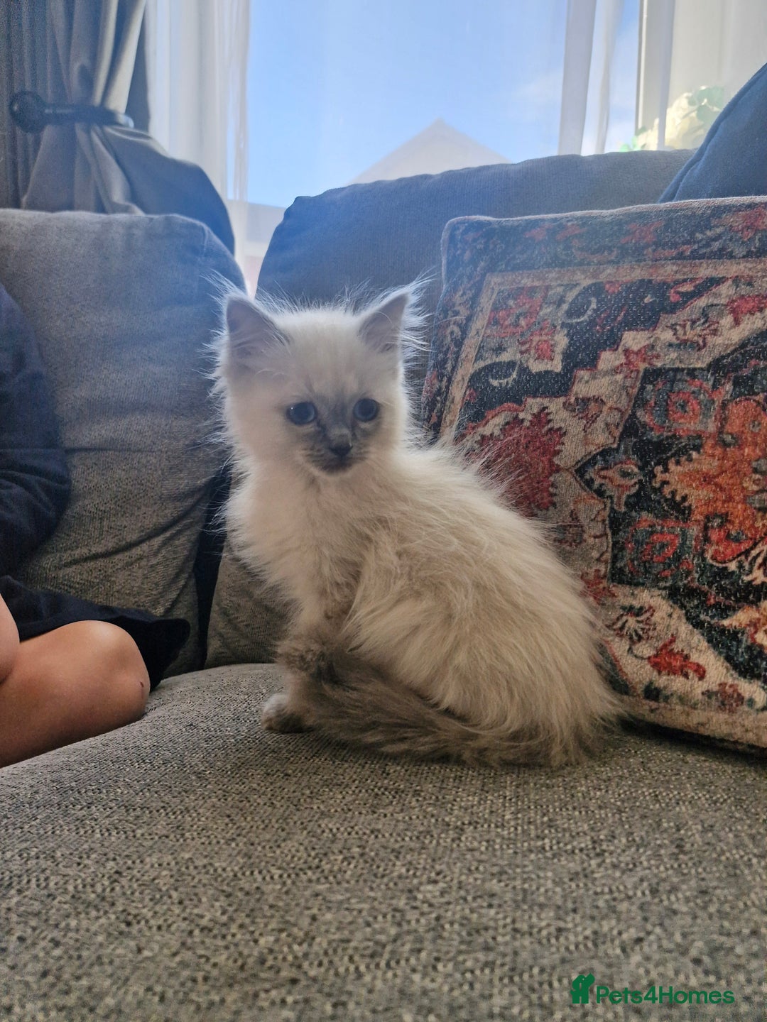 Ragdoll cats for sale: Adorable ragdoll kittens  - Image 5