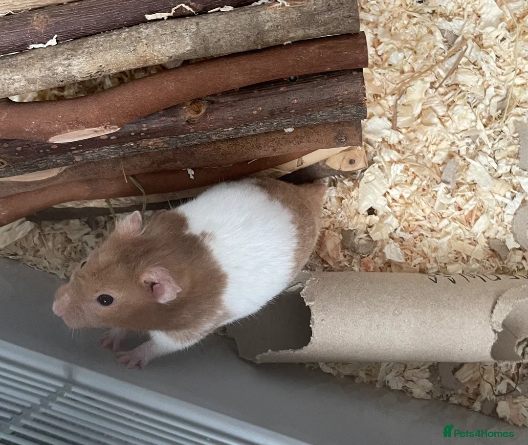 Hamster rodents for sale: MUFFIN , syrian hamster  - Advert 1