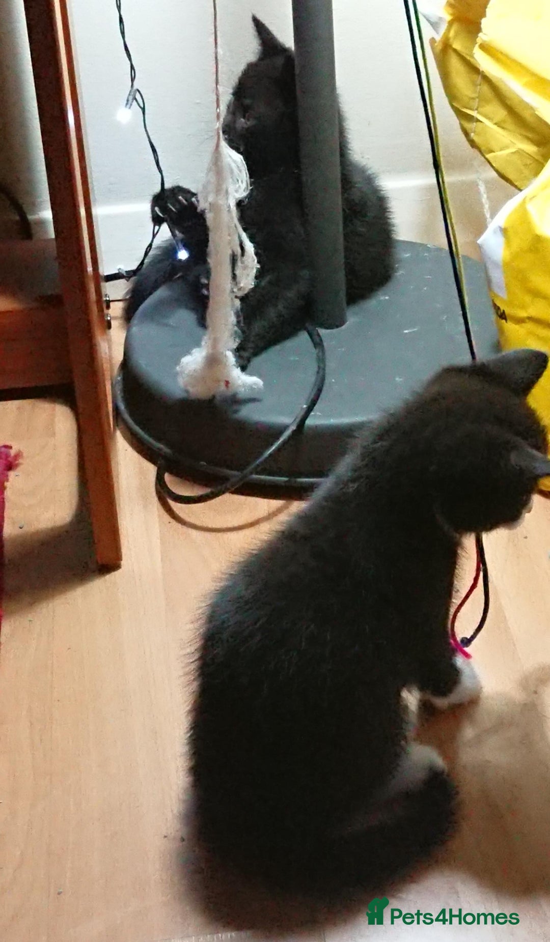 Mixed Breed cats for sale: Beautiful litter of 5 kittens 3 girls 2 boys - Advert 7