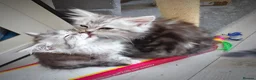 Siberian cats for sale: 🐾 Stunning Siberian cross Maine Coon Kittens 🐾 - Advert 10