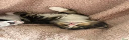 Maine Coon cats for sale: Stunning Maine Coon Kittens looking for 5⭐️ homes - Advert 30