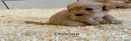 Labradoodle dogs for sale: Miniature Labradoodles frm licensed Exp breeder - Advert 27