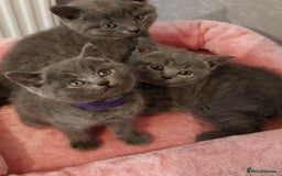 Russian Blue cats for sale: ABSOLUTELY STUNNING RUSSIAN BLUE KITTENS 8 WEEKS  - Image 1