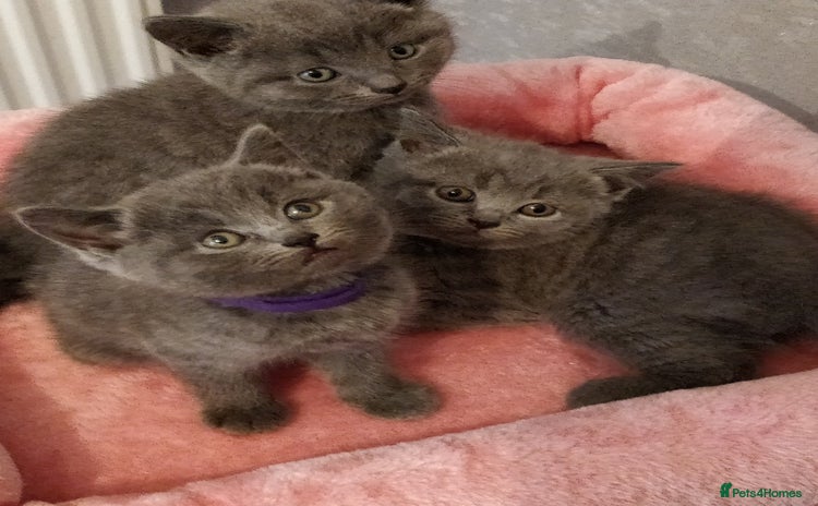 Russian Blue cats - Advert 1