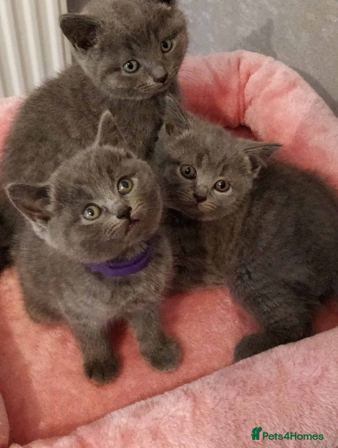 Russian Blue cats for sale: ABSOLUTELY STUNNING RUSSIAN BLUE KITTENS 8 WEEKS  - Image 1