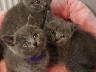 Russian Blue cats - Advert 3
