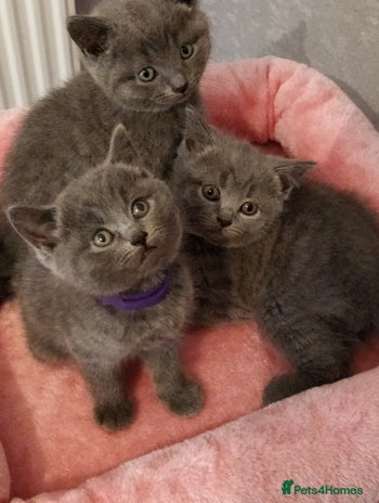 Russian Blue cats - Advert 3