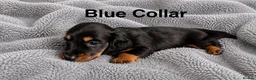 Dachshund dogs for sale: Only 1 boy left beautiful temp min dachshund - Advert 2