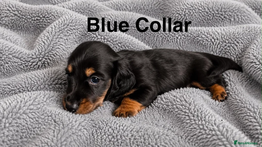 Dachshund dogs for sale: Only 1 boy left beautiful temp min dachshund - Advert 2