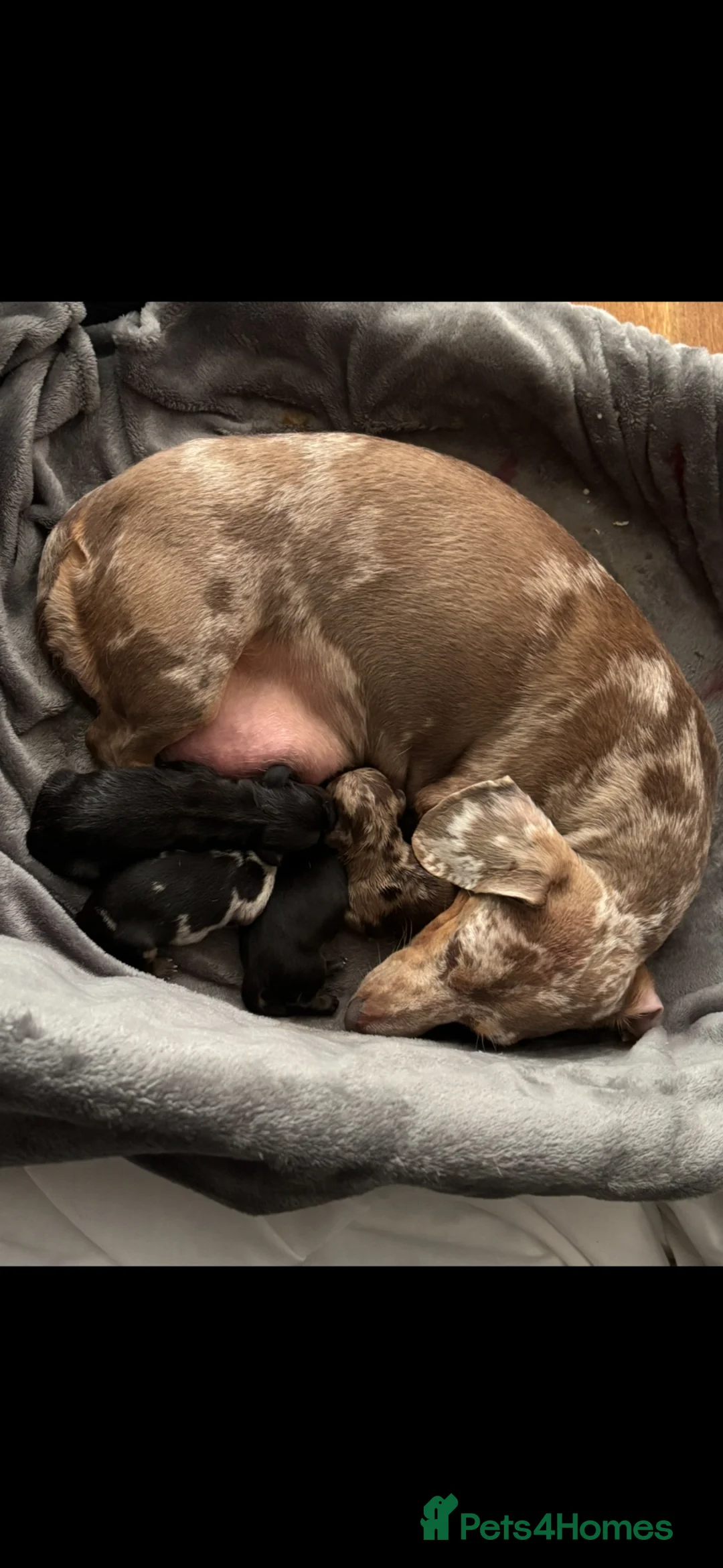 Miniature Dachshund dogs for sale: Miniature Dachshund Boy PRA Clear ready to go in Ammanford - Advert 2