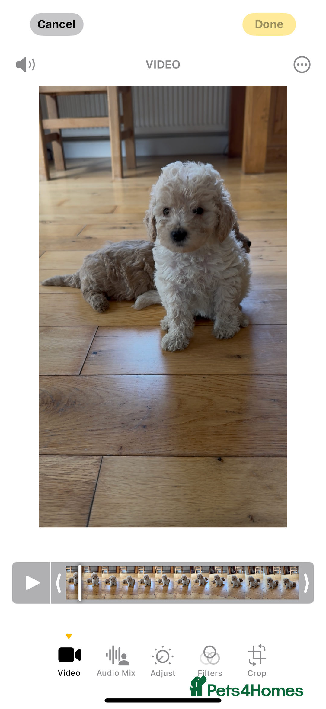 Poochon dogs for sale: Tiny farm bred teddy bear bundles of fun !  - Image 29