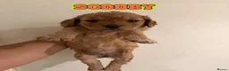 Cockapoo dogs for sale: ✨🐶 Stunning Golden F2 Cockapoo Puppies 🐶✨ - Advert 2