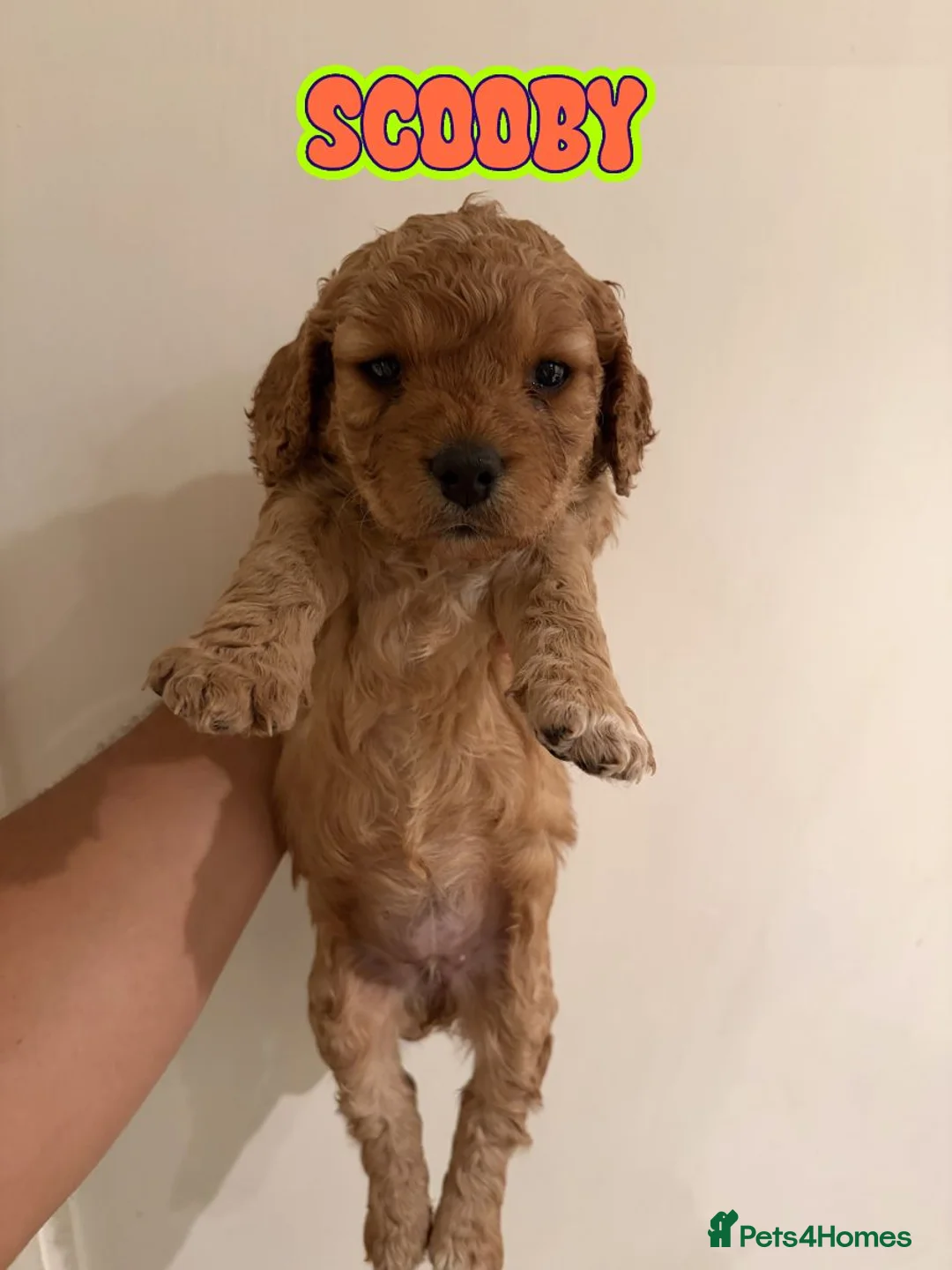 Cockapoo dogs for sale: ✨🐶 Stunning Golden F2 Cockapoo Puppies 🐶✨ - Advert 2