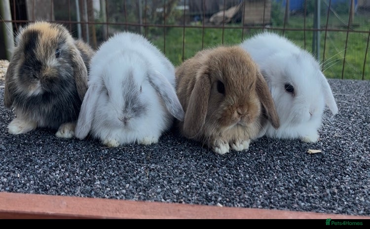 Mini Lop rabbits - Advert 4
