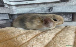 Mini Lop rabbits for sale: ⭐️Pure Breed Holland lops⭐️ - Image 2