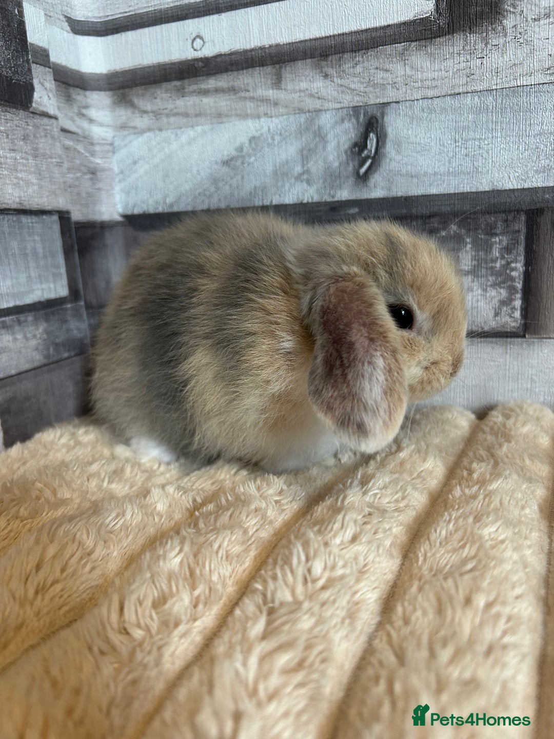 Mini Lop rabbits for sale: ⭐️Pure Breed Holland lops⭐️ - Image 2