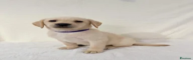Blue/ purple collar 