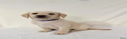 Labrador Retriever dogs for sale: 6 adorable Labrador retriever puppies  in Maldon - Advert 11