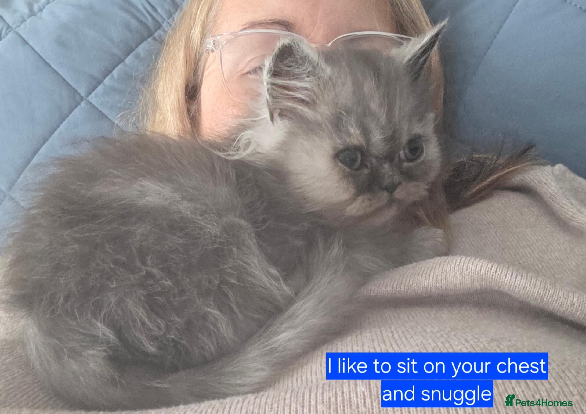Persian cats 1 boy and 2 girls remaining. Silver shade persians - Advert 9