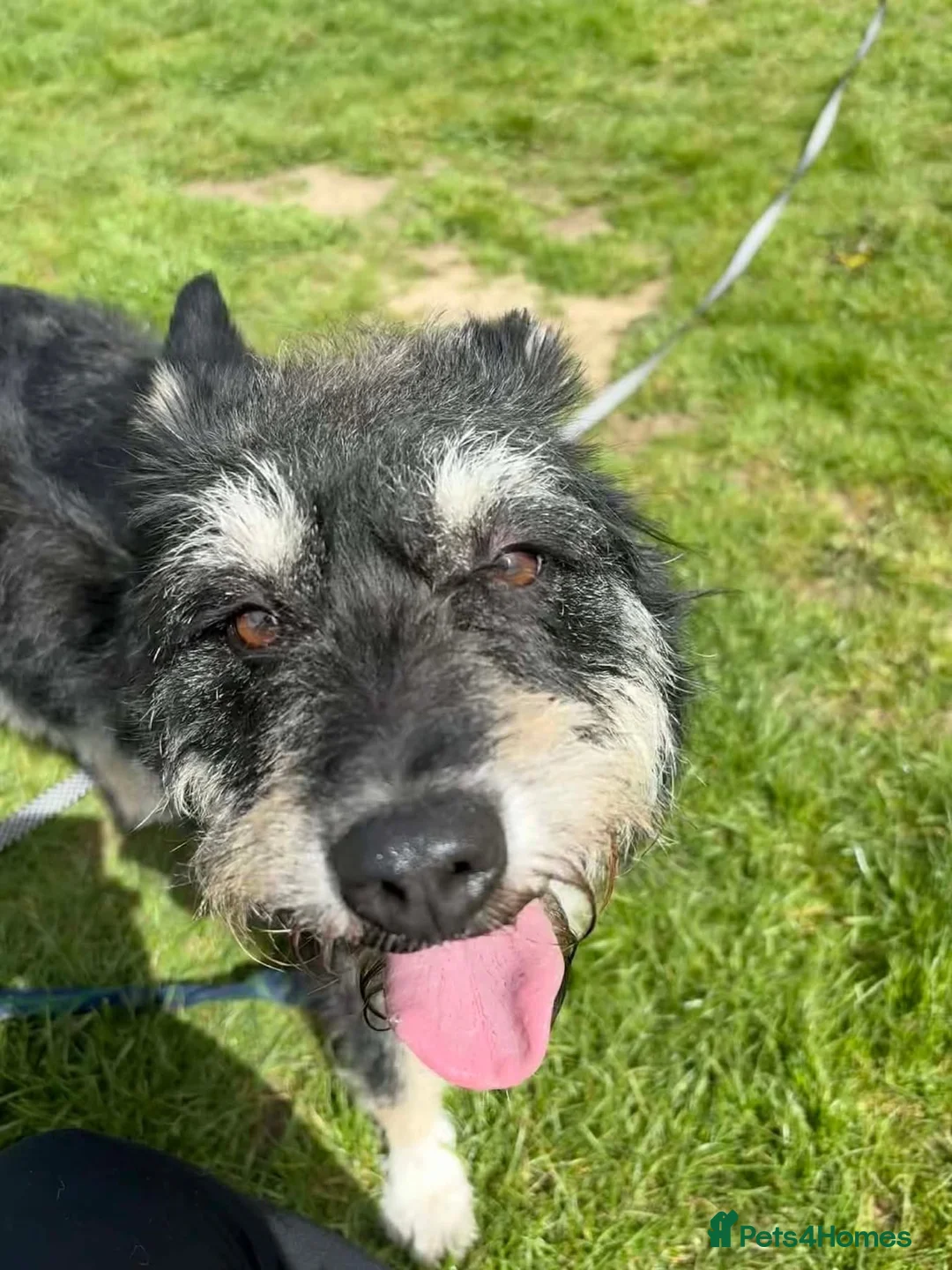 Mixed Breed dogs for adoption: Mabel - Badersfield Norfolk  - Advert 1