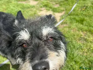 Mixed Breed dogs Mabel - Badersfield Norfolk - Advert 11