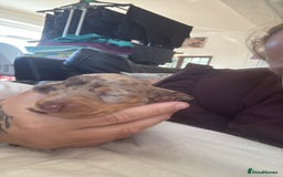 Dachshund dogs for sale: Litter of standard Dachshund  - Image 40