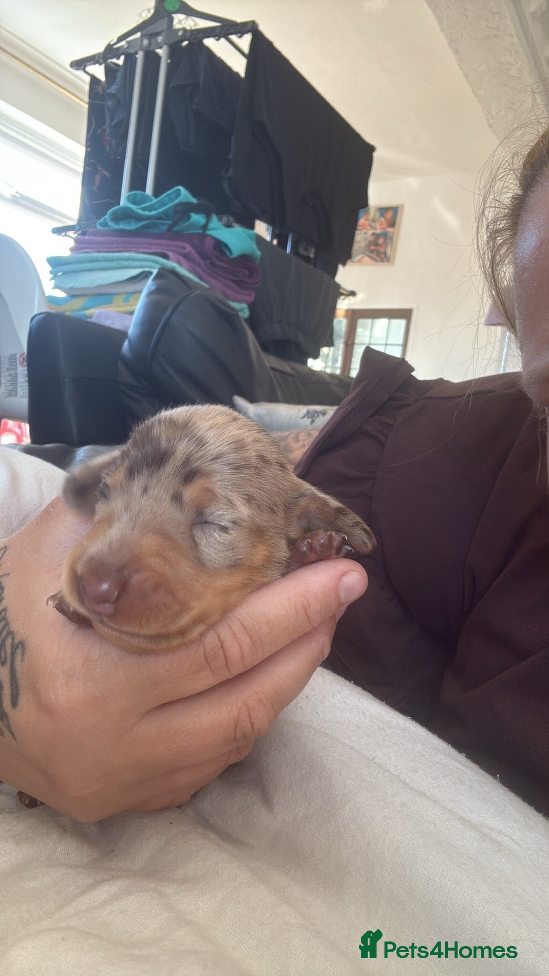 Dachshund dogs for sale: Litter of standard Dachshund  - Image 40