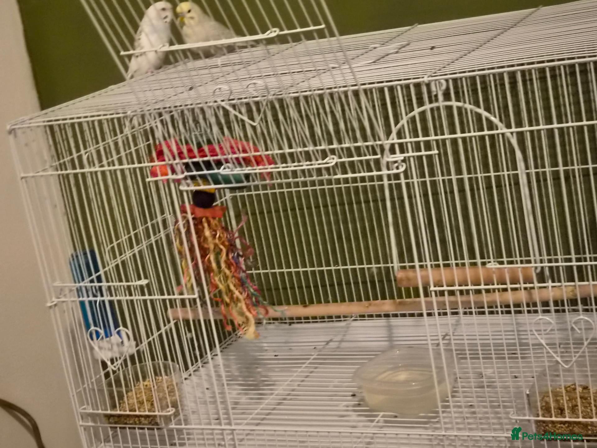 Budgerigars birds 2 adorable budgies  - Advert 1