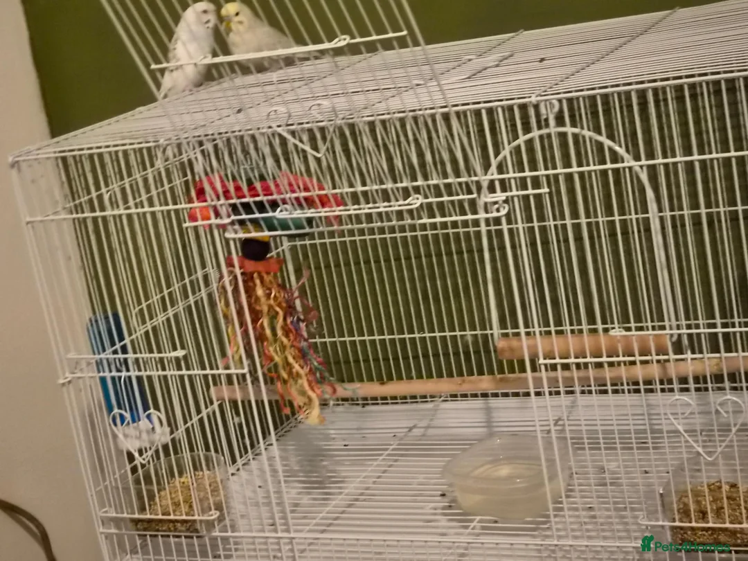 Budgerigars birds for sale: 2 adorable budgies  in Birmingham - Advert 1