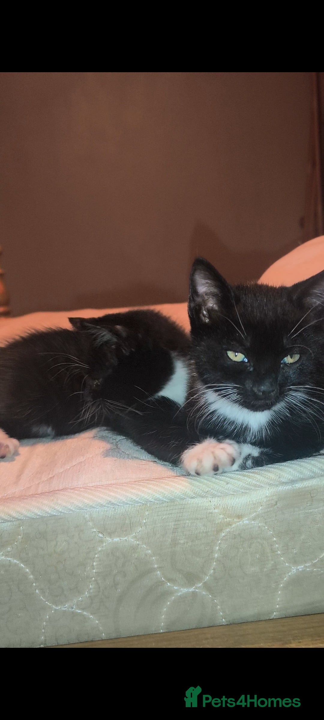 Mixed Breed cats for sale: Three Tuxedo Kittens Looking for Loving Homes - Advert 10