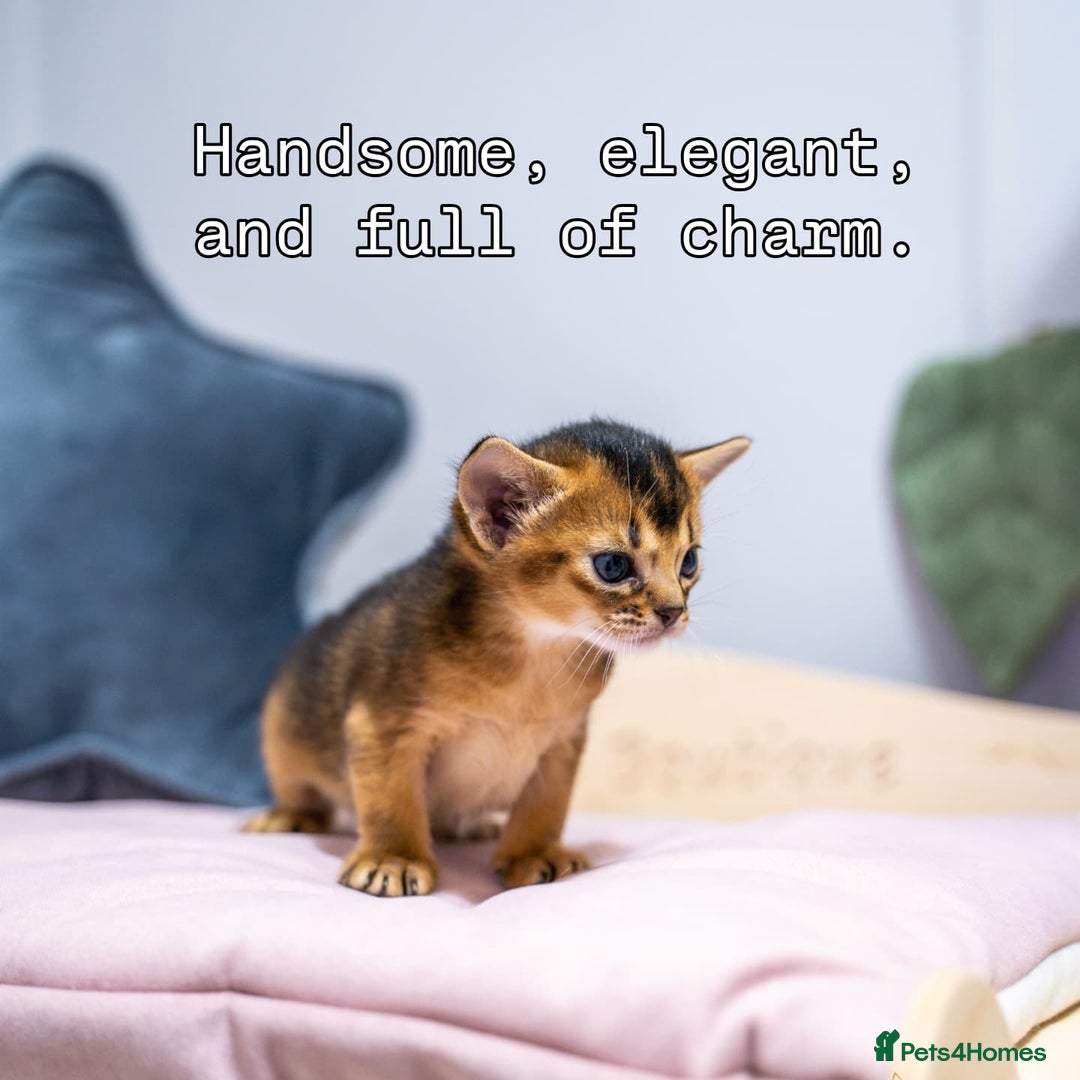 Abyssinian cats for sale:  Champions  Line Romeo-TICA reg. Abyssinian Beauty - Image 29