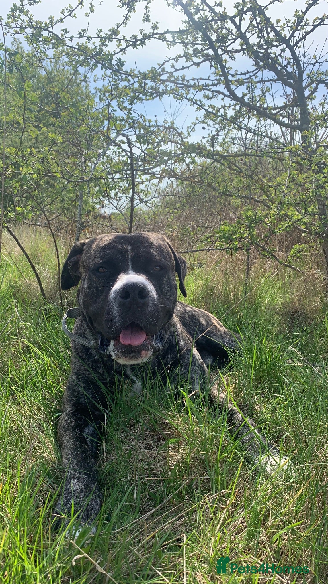 Mixed Breed dogs Essex Stud Cane Corso x Euro Mastiff - Advert 1