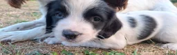 English Springer Spaniel dogs for sale: Working springer spaniel pups - Advert 6