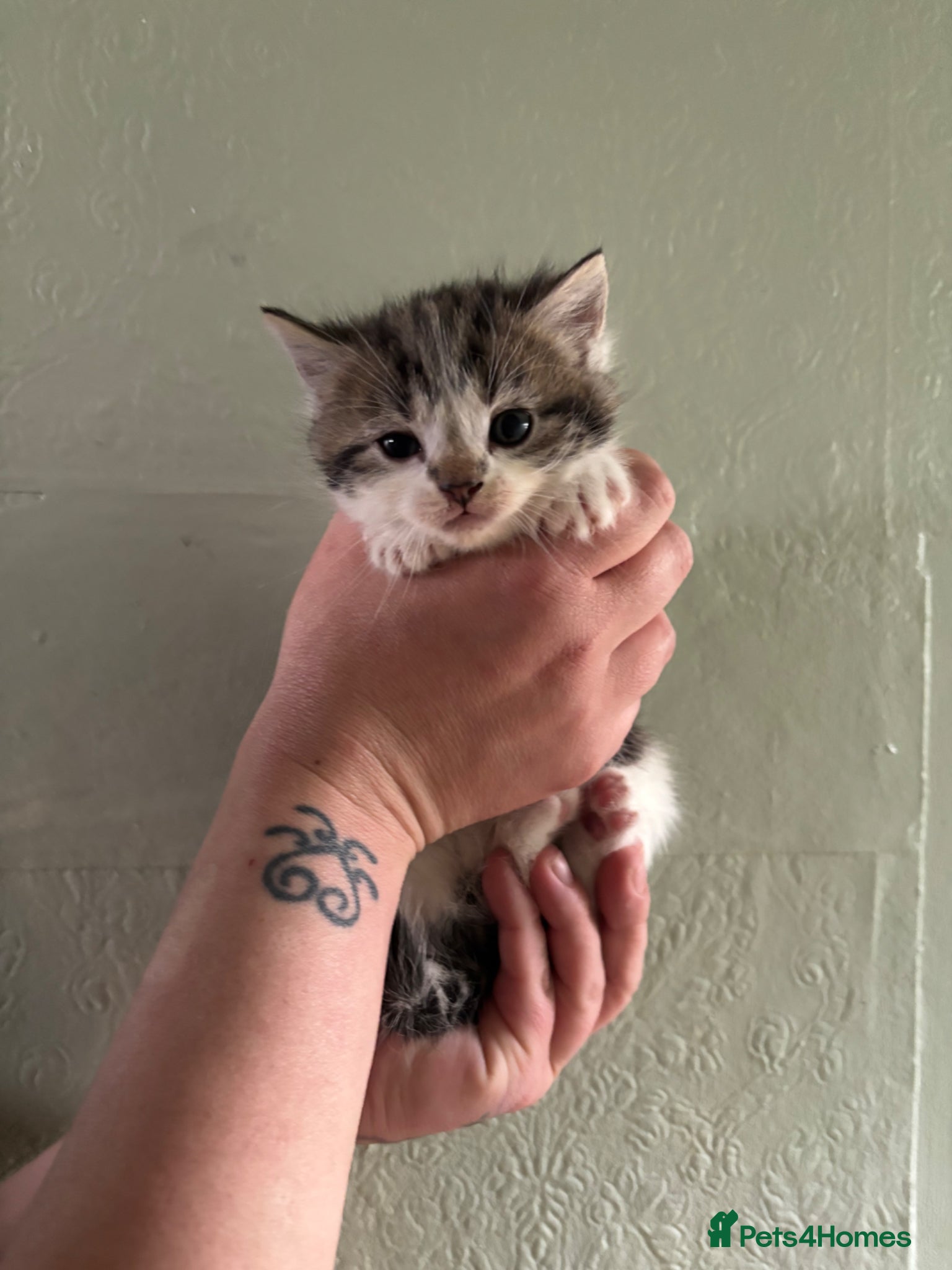 Mixed Breed cats 3 beautiful kittens  - Advert 4