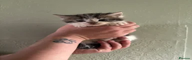 Mixed Breed Kitten 2