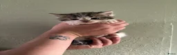 Mixed Breed cats for sale: 3 beautiful kittens  - Advert 1