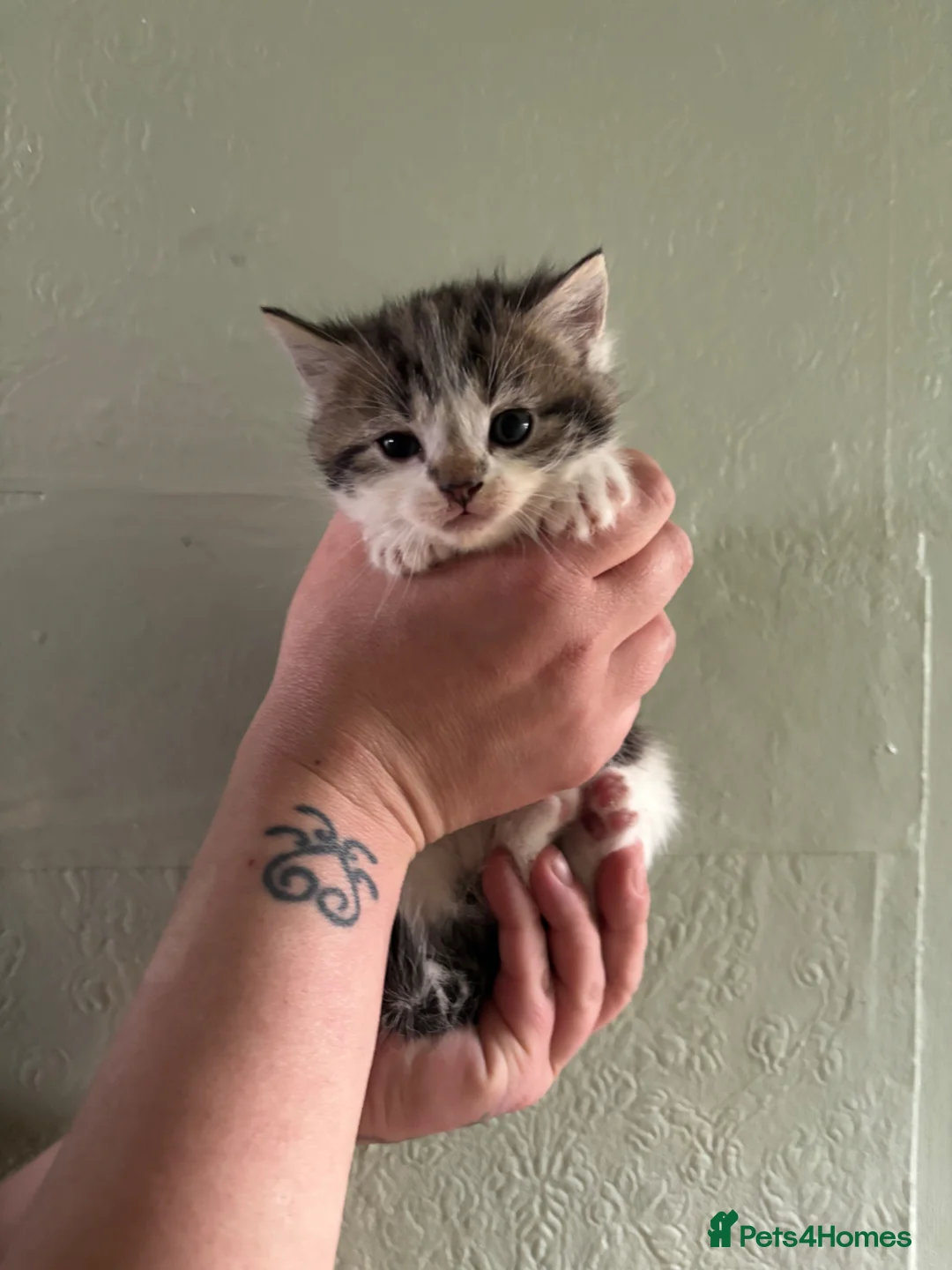 Mixed Breed cats for sale: 3 beautiful kittens  - Advert 1