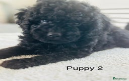 Toy Poodle dogs for sale: Pure Black Toy Poodles Puppies £700  - Image 9
