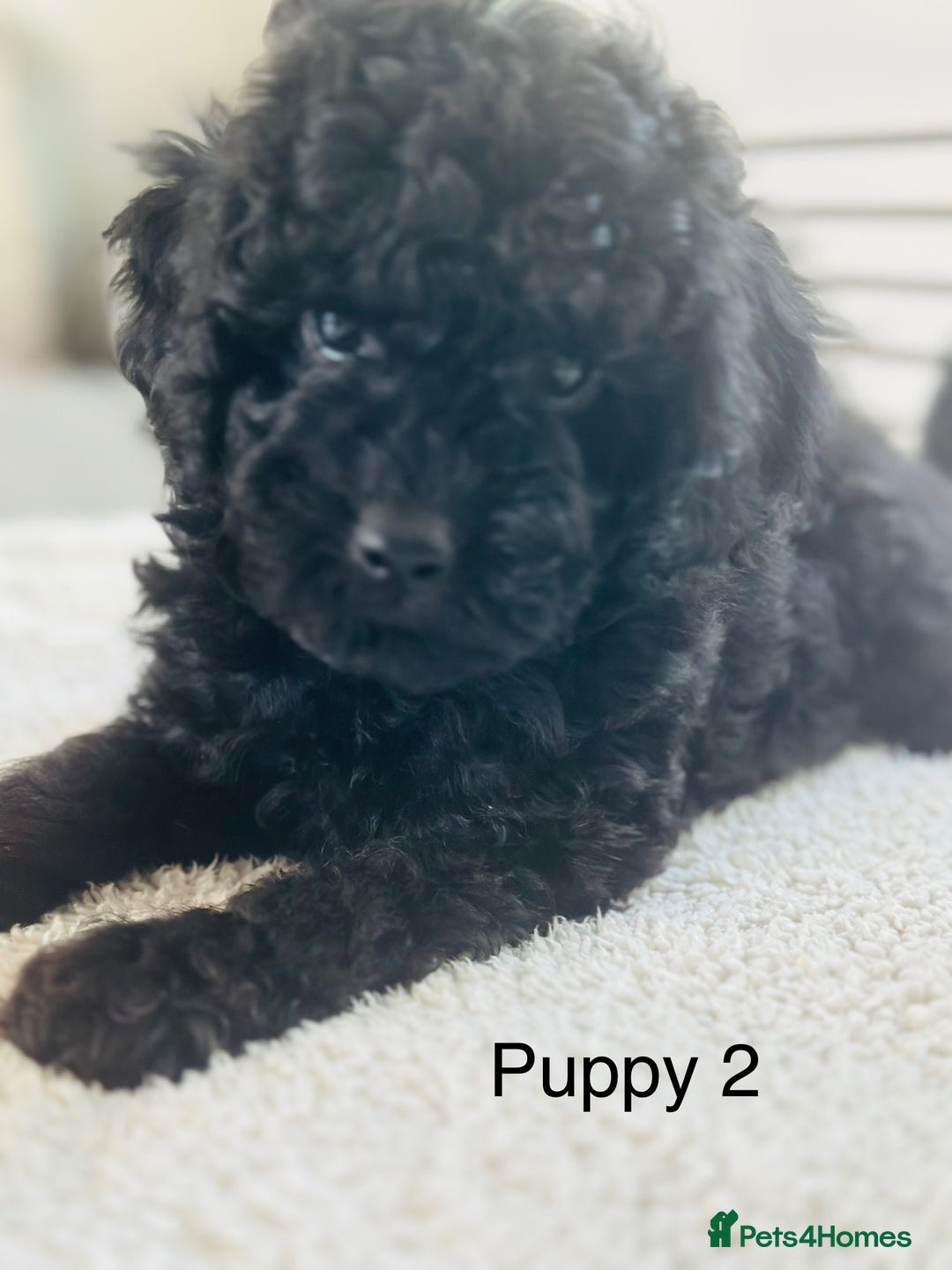 Toy Poodle dogs for sale: Pure Black Toy Poodles Puppies £700  - Image 9