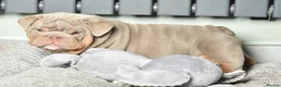 English Bulldog dogs for sale: Like Father Like Son 1 Male pup available in Burnley - Advert 9