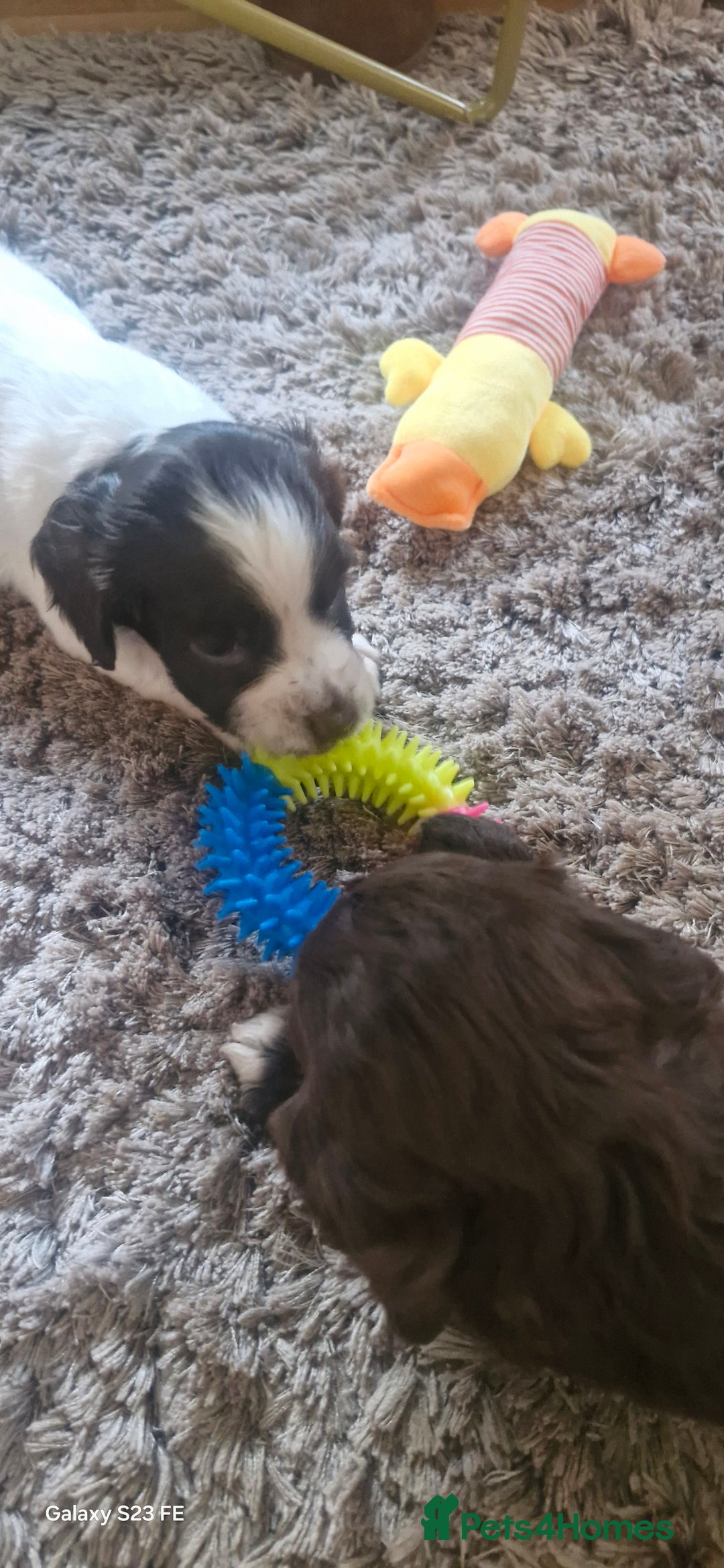 Cocker Spaniel dogs for sale: 5 Beautiful working cocker spaniel puppies  - Advert 4