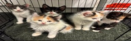 Mixed Breed cats for sale: Just 1 beautiful grey&white kitten left Ready Now - Advert 5
