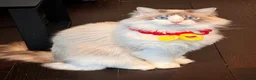 Ragdoll cats for sale: Pedigree Blue Bicolour Male Ragdoll - Advert 1