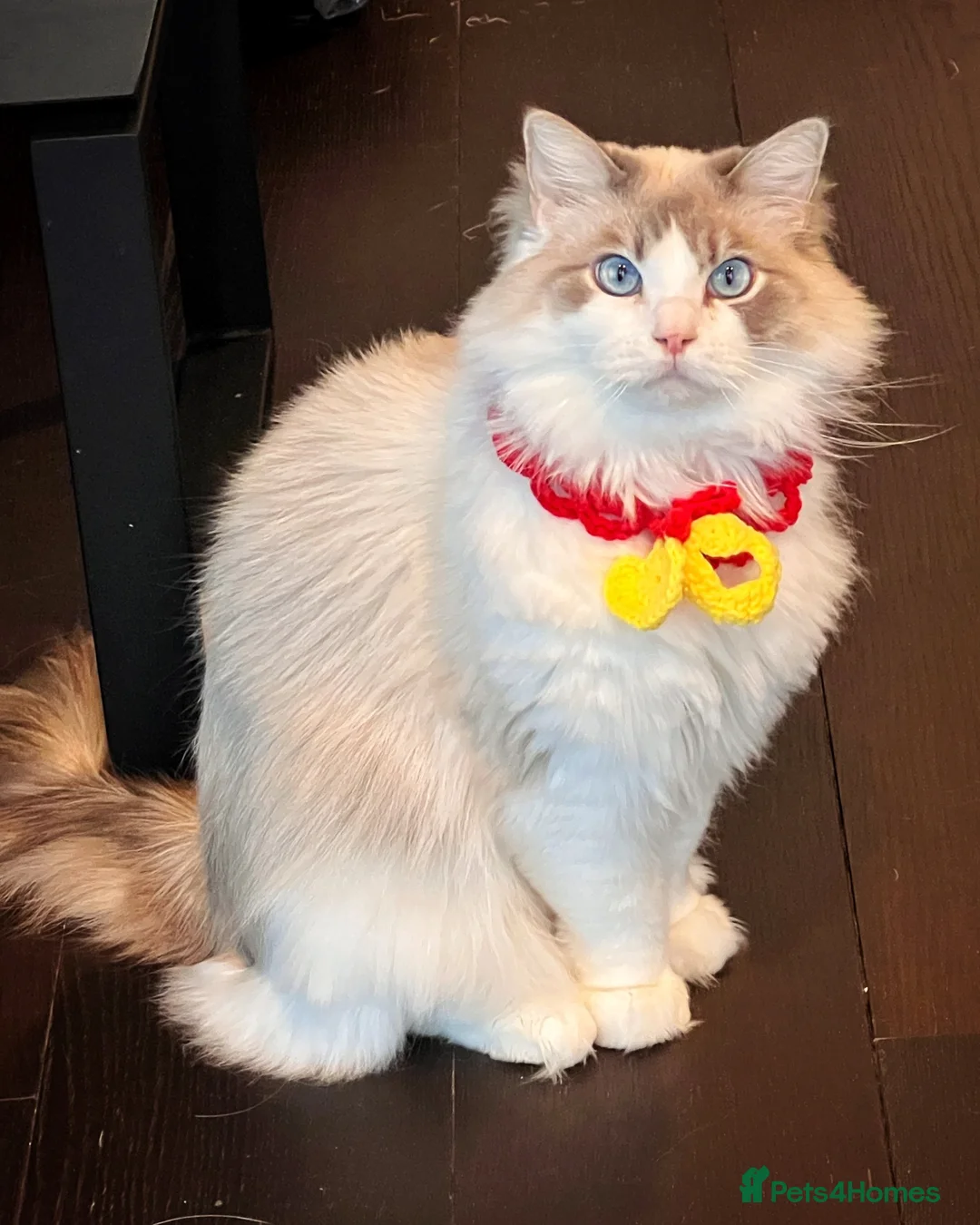 Ragdoll cats for sale: Pedigree Blue Bicolour Male Ragdoll - Advert 1