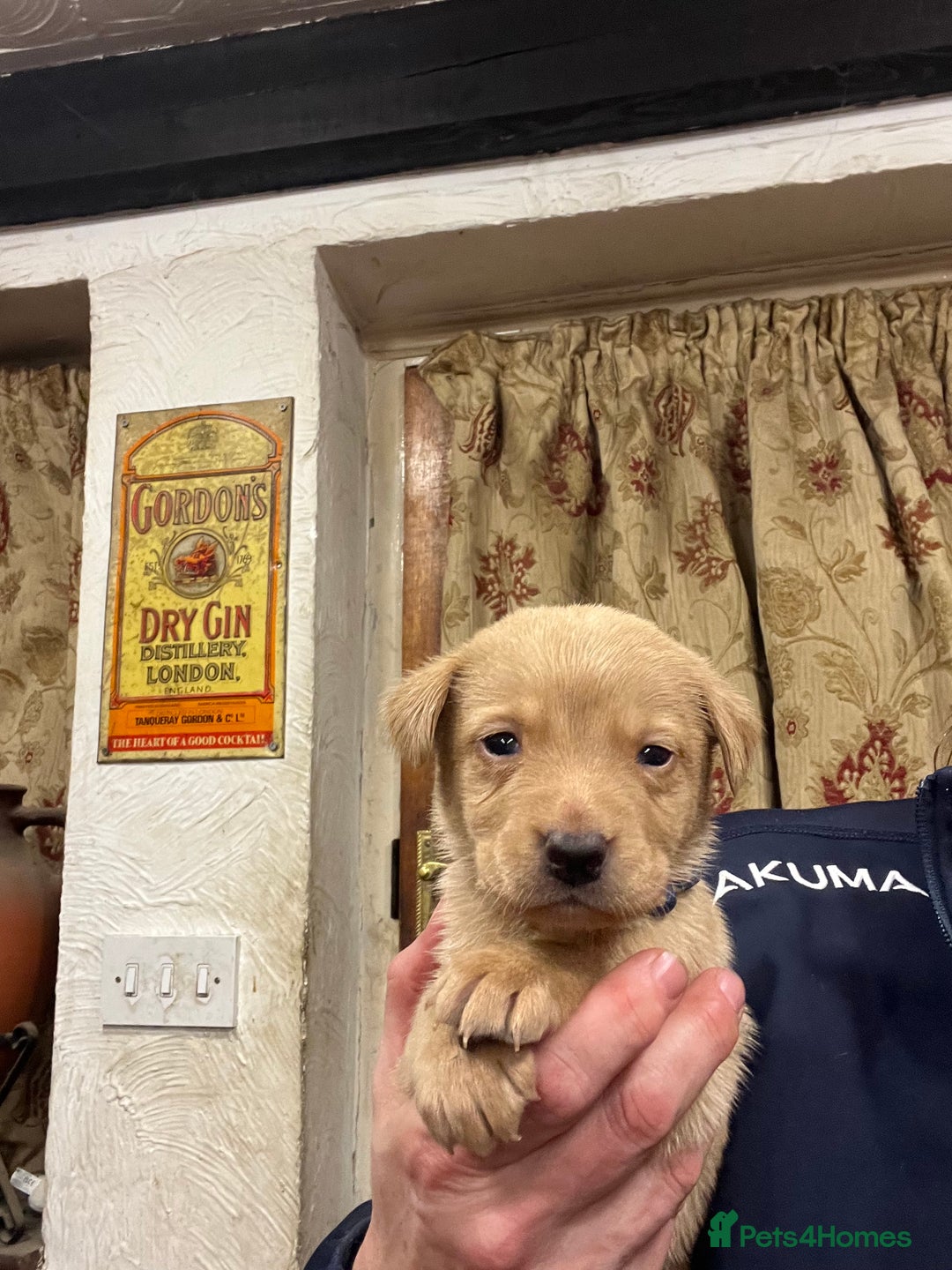 Labrador Retriever dogs for sale: Adorable Labrador puppies  - Advert 12