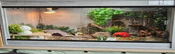Leopard Gecko reptiles for sale: Leopard Gecko - Advert 3