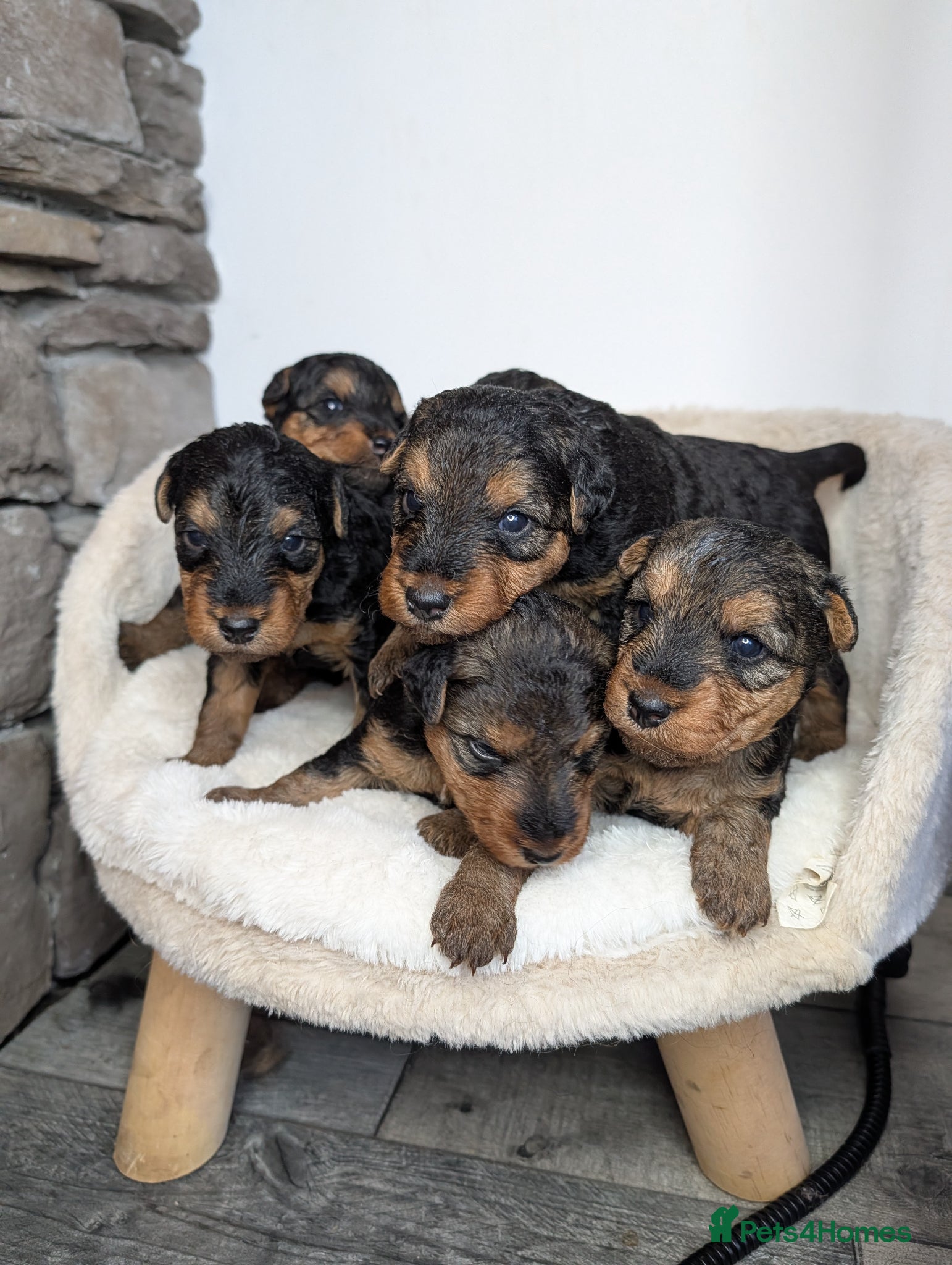 Welsh Terrier dogs Champion Lines KC Registered Welsh Terrier Puppies - Advert 18