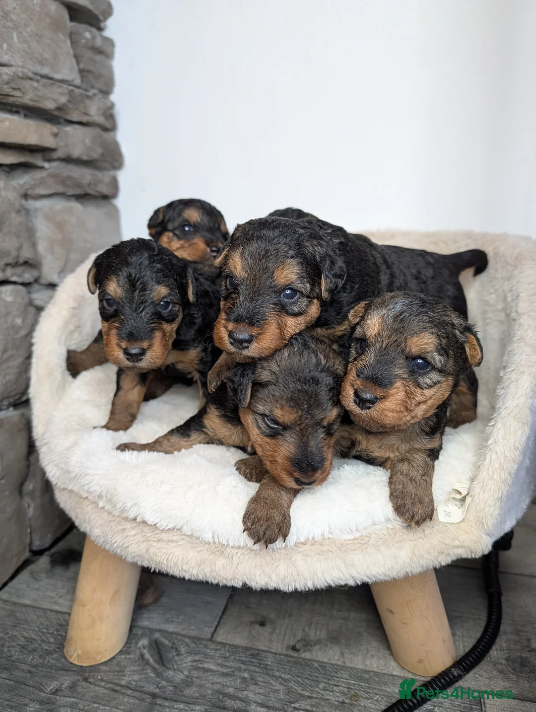 Welsh Terrier dogs for sale: Champion Lines KC Registered Welsh Terrier Puppies - Advert 1