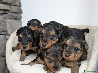 Welsh Terrier dogs Champion Lines KC Registered Welsh Terrier Puppies - Advert 5