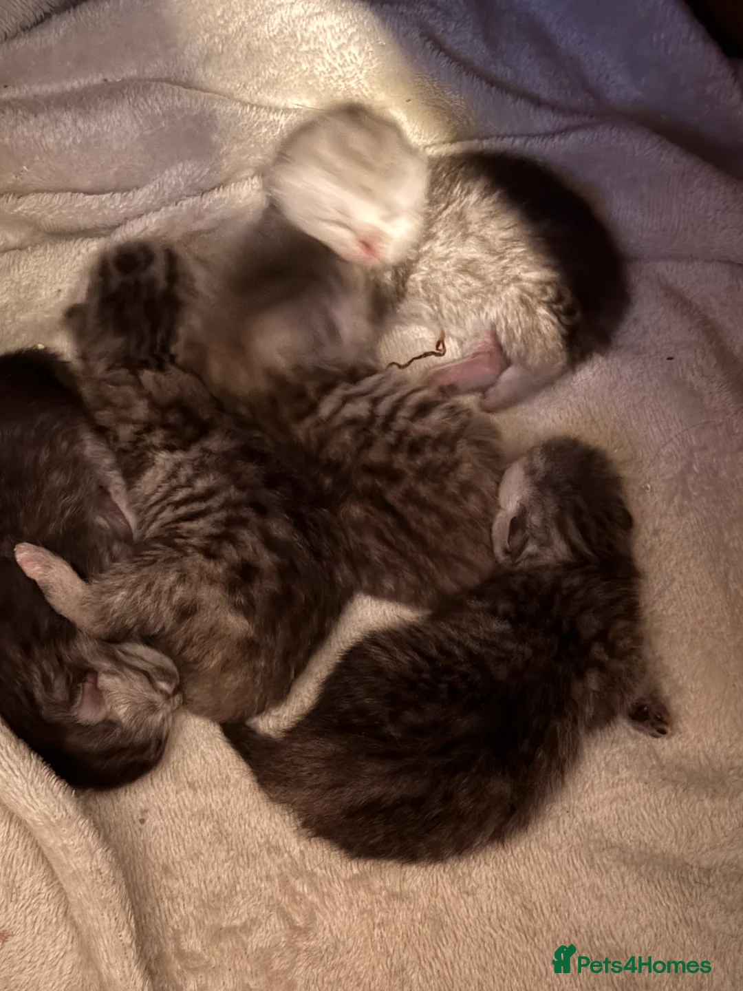 Persian cats for sale: Persian silver tabby - Advert 5